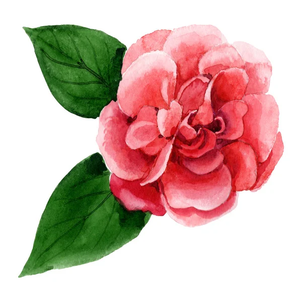 Fleur de camélia rose avec des feuilles vertes isolées sur blanc. Aquarelle fond illustration élément . — Photo de stock