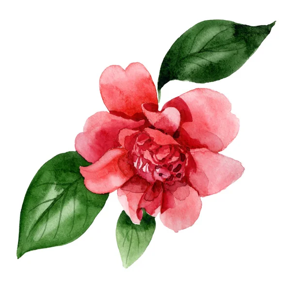 Fleur de camélia rose avec des feuilles vertes isolées sur blanc. Aquarelle fond illustration élément . — Photo de stock