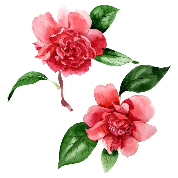 Rosafarbene Kamelienblüten mit grünen Blättern auf weißem Grund. Aquarell Hintergrund Illustrationselemente. — Stockfoto