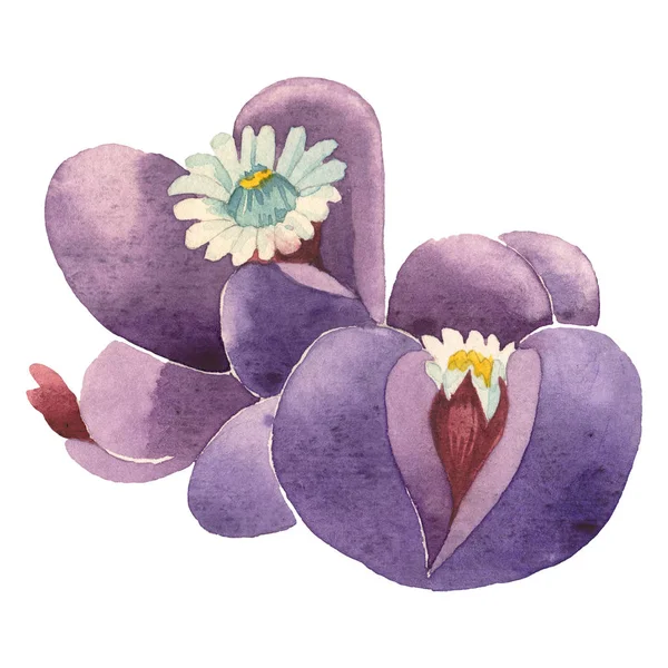 Succulent floral botanical flower. Wild spring leaf wildflower isolated. Watercolor background illustration set. Watercolour drawing fashion aquarelle isolated. Isolated cacti illustration element. — Stock Photo