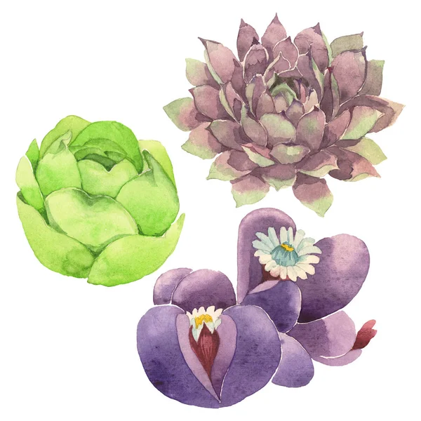 Succulent floral botanical flower. Wild spring leaf wildflower isolated. Watercolor background illustration set. Watercolour drawing fashion aquarelle isolated. Isolated cacti illustration element. — Stock Photo