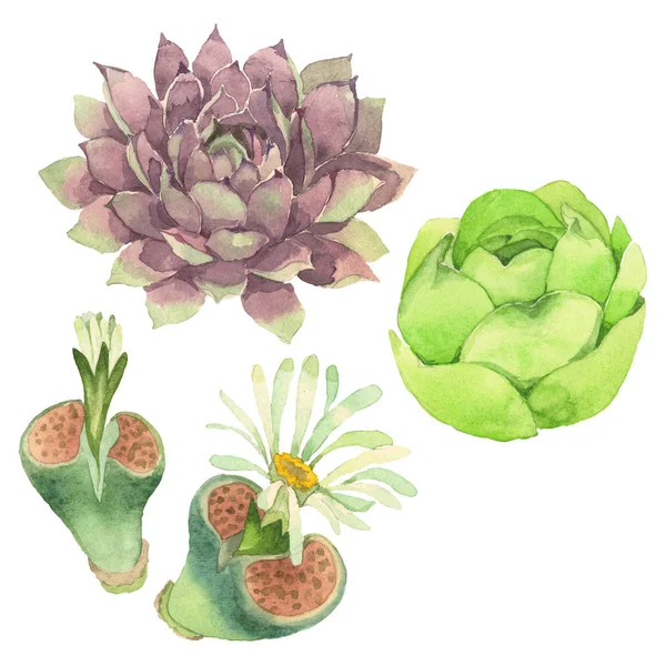 Succulent floral botanical flower. Wild spring leaf wildflower isolated. Watercolor background illustration set. Watercolour drawing fashion aquarelle isolated. Isolated cacti illustration element. — Stock Photo