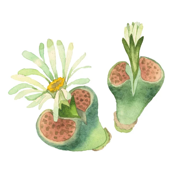 Succulento fiore botanico floreale. Fiore selvatico primaverile isolato. Acquerello sfondo illustrazione set. Acquerello disegno moda acquerello isolato. Elemento di illustrazione cactus isolati . — Foto stock