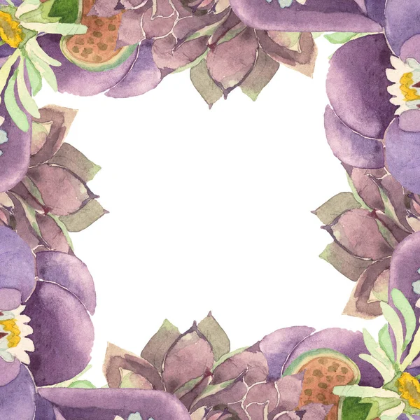 Flor botânica floral suculenta. Folha selvagem primavera wildflower isolado. Conjunto de ilustração de fundo aquarela. Aquarelle desenho aquarelle moda isolado. Quadro borda ornamento quadrado . — Fotografia de Stock