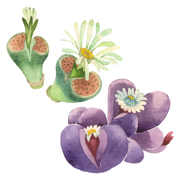 Fleur botanique florale succulente. Feuille sauvage de printemps fleur sauvage isolée. Ensemble d'illustration de fond aquarelle. Aquarelle dessin mode aquarelle isolé. Élément d'illustration de cactus isolés . — Photo de stock