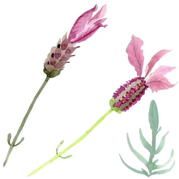 Lila Lavendel blühende botanische Blumen. Aquarell Hintergrund Set vorhanden. isoliertes Lavendel-Illustrationselement. — Stockfoto