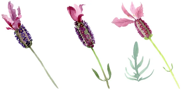 Fiori botanici floreali viola lavanda. Set sfondo acquerello. Elemento isolante di illustrazione lavanda . — Foto stock