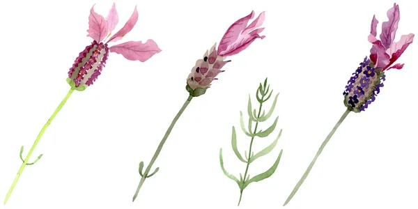 Фиолетовый лаванды цветочные ботанические цветы. Акварельный набор фона. Изолированный элемент иллюстрации лаванды . — стоковое фото