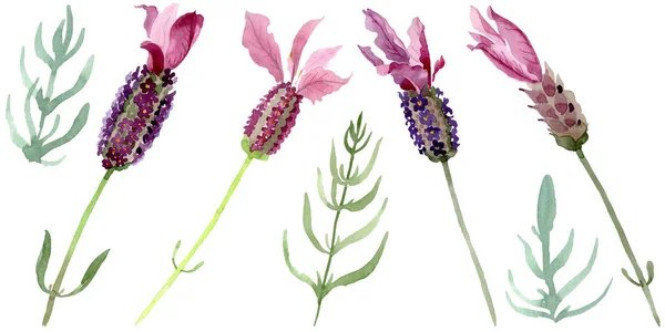 Lila Lavendel blühende botanische Blumen. Aquarell Hintergrund Set vorhanden. isoliertes Lavendel-Illustrationselement. — Stockfoto