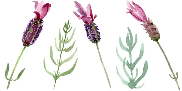 Purple lavender floral botanical flowers. Watercolor background set. Isolated lavender illustration element. — Stock Photo