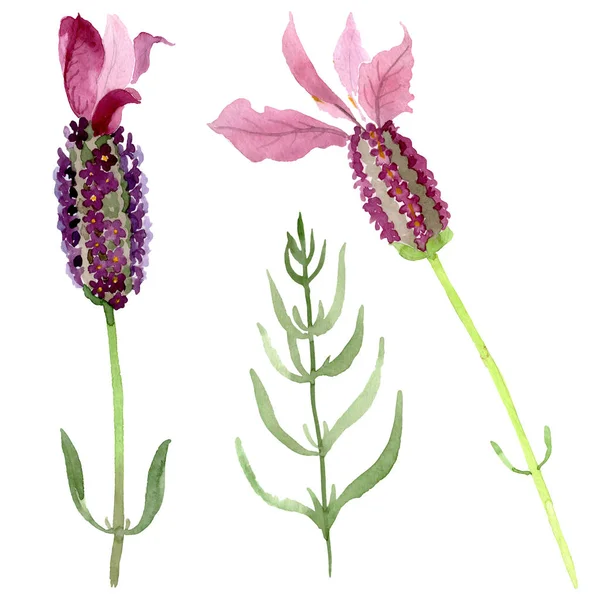 Purple lavanda flores botánicas florales. Conjunto de fondo acuarela. Elemento de ilustración de lavanda aislada . - foto de stock