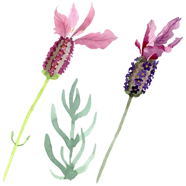 Purple lavanda flores botánicas florales. Conjunto de fondo acuarela. Elemento de ilustración de lavanda aislada . - foto de stock