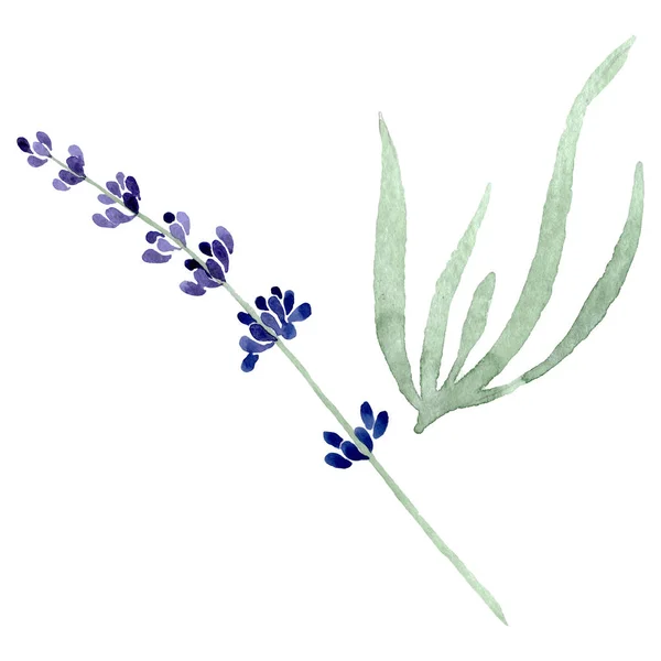 Violet lavender floral botanical flower. Watercolor background illustration set. Isolated lavender illustration element. — Stock Photo