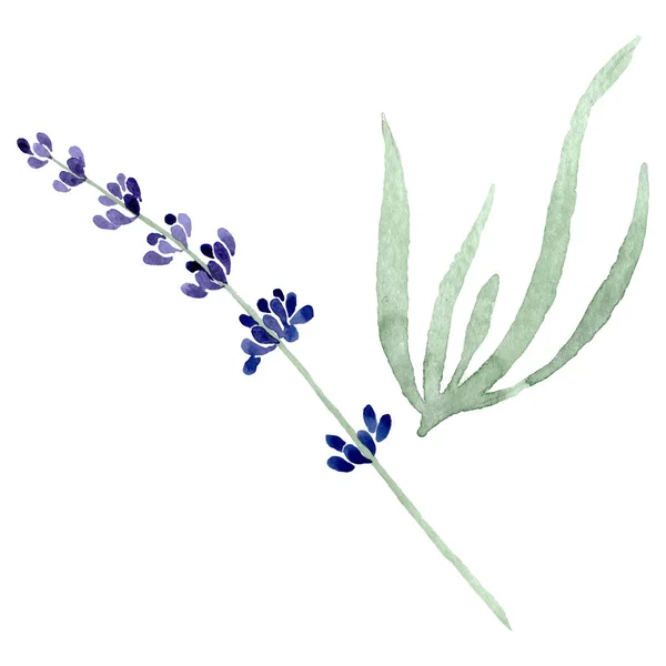 Violettem Lavendel florale botanische Blume. Aquarell Hintergrundillustration Set. isoliertes Lavendel-Illustrationselement. — Stockfoto