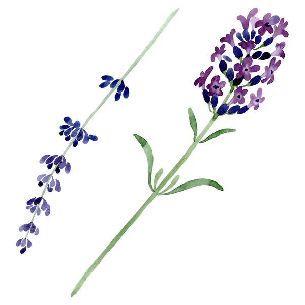 Violeta flor botánica floral de lavanda. Conjunto de ilustración de fondo acuarela. Elemento de ilustración de lavanda aislada . — Stock Photo