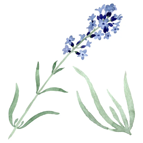 Violettem Lavendel florale botanische Blume. Aquarell Hintergrundillustration Set. isoliertes Lavendel-Illustrationselement. — Stockfoto