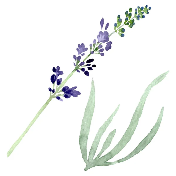 Violettem Lavendel florale botanische Blume. Aquarell Hintergrundillustration Set. isoliertes Lavendel-Illustrationselement. — Stockfoto