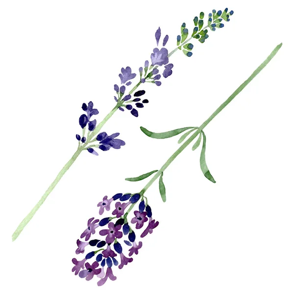 Violeta lavanda floral flor botânica. Conjunto de ilustração de fundo aquarela. Isolado elemento ilustração lavanda . — Fotografia de Stock
