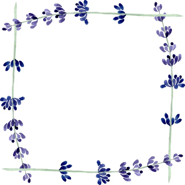 Violet fleur botanique florale lavande. Ensemble d'illustration de fond aquarelle. Cadre bordure ornement carré . — Photo de stock