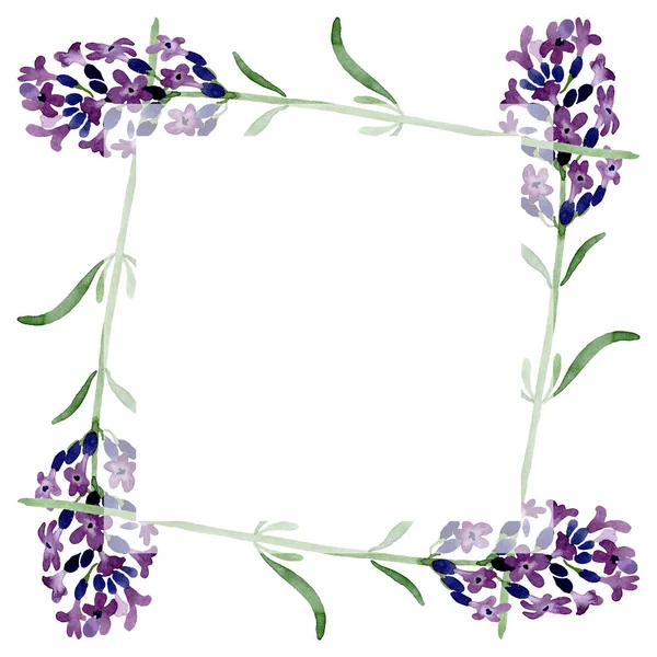 Fiore botanico floreale di lavanda viola. Acquerello sfondo illustrazione set. Quadrato ornamento bordo cornice . — Foto stock