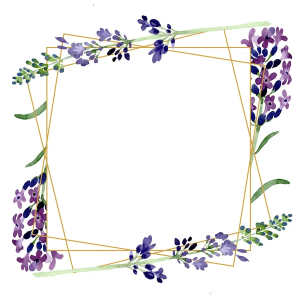 Violet fleur botanique florale lavande. Ensemble d'illustration de fond aquarelle. Cadre bordure ornement carré . — Photo de stock