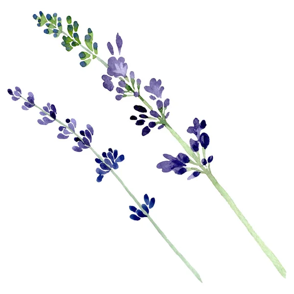 Violet lavender floral botanical flower. Watercolor background illustration set. Isolated lavender illustration element. — Stock Photo