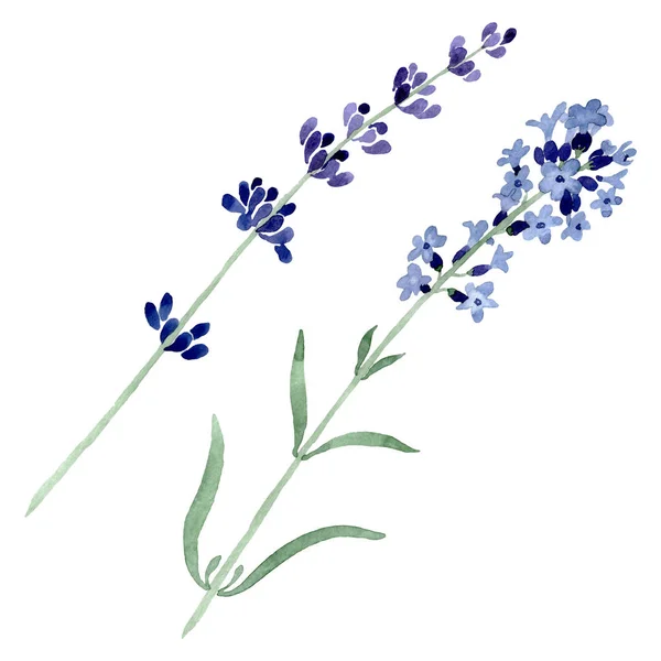 Violettem Lavendel florale botanische Blume. Aquarell Hintergrundillustration Set. isoliertes Lavendel-Illustrationselement. — Stockfoto