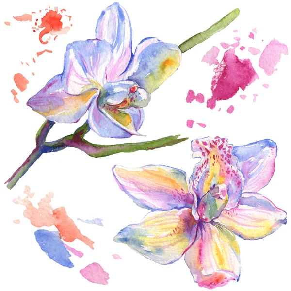 Fleurs botaniques florales d'orchidée. Ensemble d'illustration de fond aquarelle. Élément d'illustration d'orchidées isolées . — Photo de stock