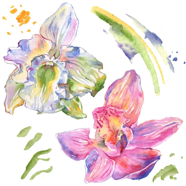 Fleurs botaniques florales d'orchidée. Ensemble d'illustration de fond aquarelle. Élément d'illustration d'orchidées isolées . — Photo de stock