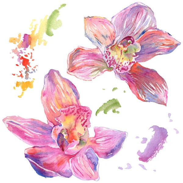 Flores botânicas florais de orquídea. Conjunto de ilustração de fundo aquarela. Elemento de ilustração isolado das orquídeas . — Fotografia de Stock