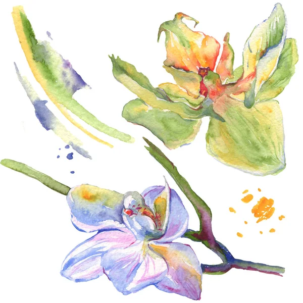 Flores botânicas florais de orquídea. Conjunto de ilustração de fundo aquarela. Elemento de ilustração isolado das orquídeas . — Fotografia de Stock