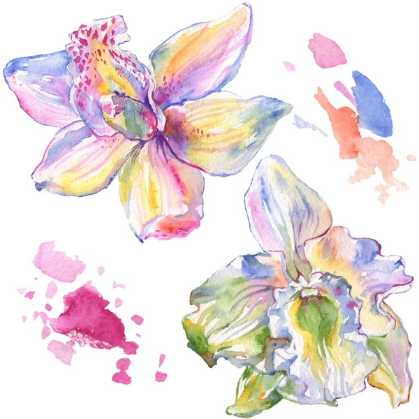 Fleurs botaniques florales d'orchidée. Ensemble d'illustration de fond aquarelle. Élément d'illustration d'orchidées isolées . — Photo de stock