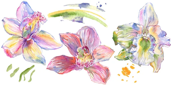 Fleurs botaniques florales d'orchidée. Ensemble d'illustration de fond aquarelle. Élément d'illustration d'orchidées isolées . — Photo de stock