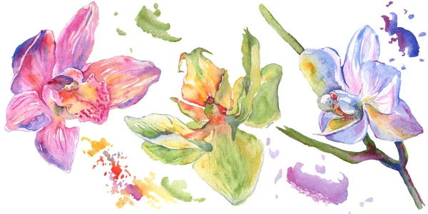 Flores botânicas florais de orquídea. Conjunto de ilustração de fundo aquarela. Elemento de ilustração isolado das orquídeas . — Fotografia de Stock