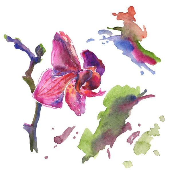 Орхідея квіткових ботанічних квітів. Набір ілюстрацій для акварельного фону. Ізольований елемент ілюстрації візерунка . — стокове фото