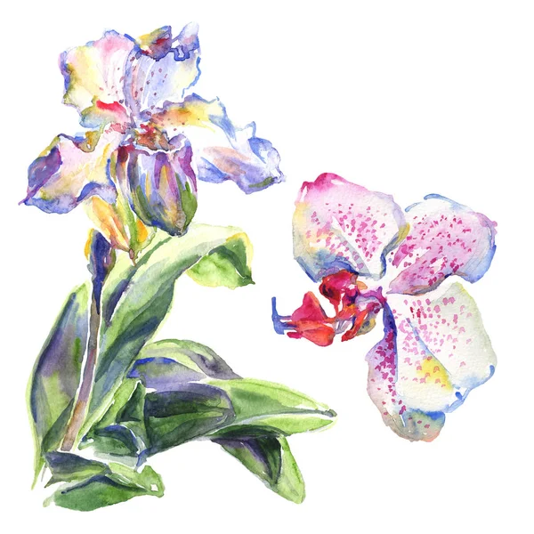 Fiori botanici floreali del Orchid. Acquerello sfondo illustrazione set. Elemento di illustrazione del modello isolato . — Foto stock