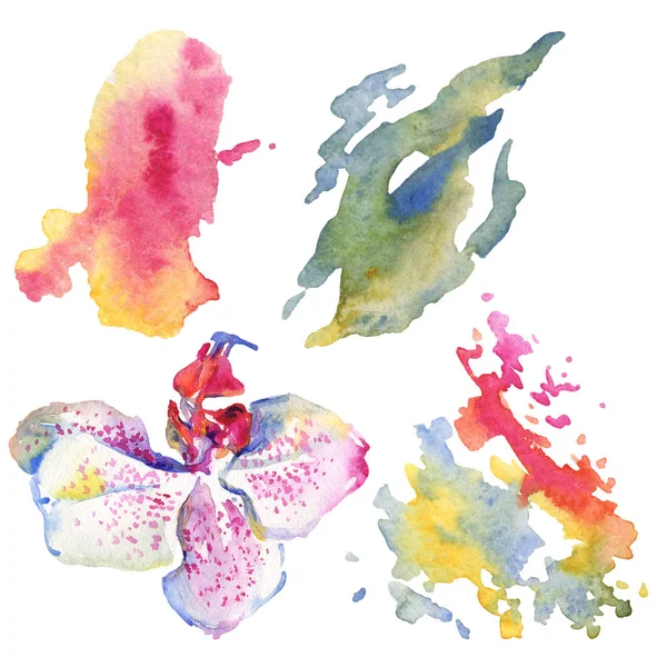 Orquídea flores botánicas florales. Conjunto de ilustración de fondo acuarela. Elemento de ilustración de patrón aislado . - foto de stock