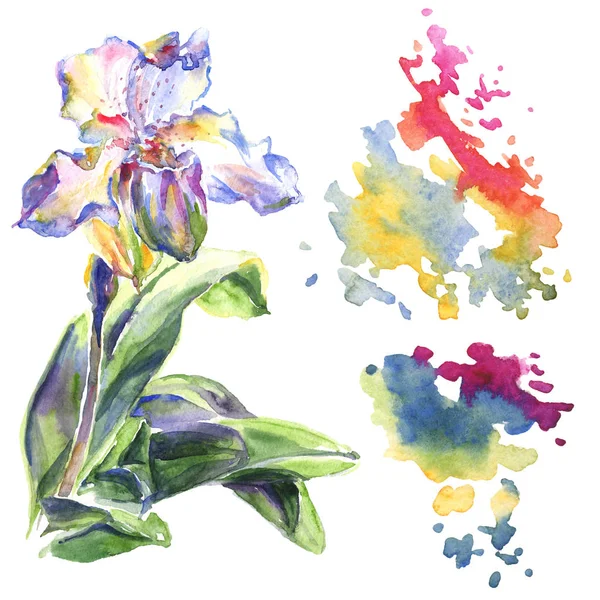 Fleurs botaniques florales d'orchidée. Ensemble d'illustration de fond aquarelle. Élément d'illustration de motif isolé . — Photo de stock