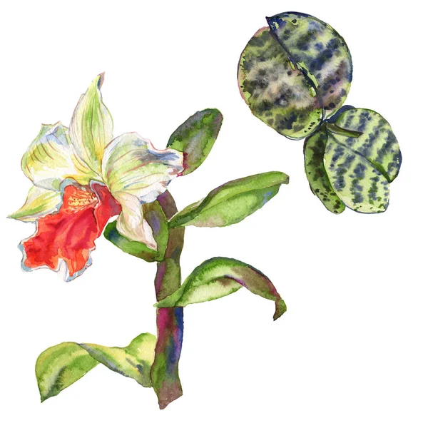 Orchid floral botanical flower. Watercolor background illustration set. Isolated orchids illustration element. — Stock Photo