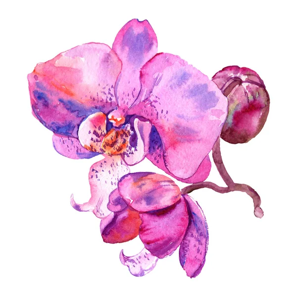 Flor botánica floral de orquídea. Conjunto de ilustración de fondo acuarela. Elemento ilustrativo de orquídeas aisladas . - foto de stock