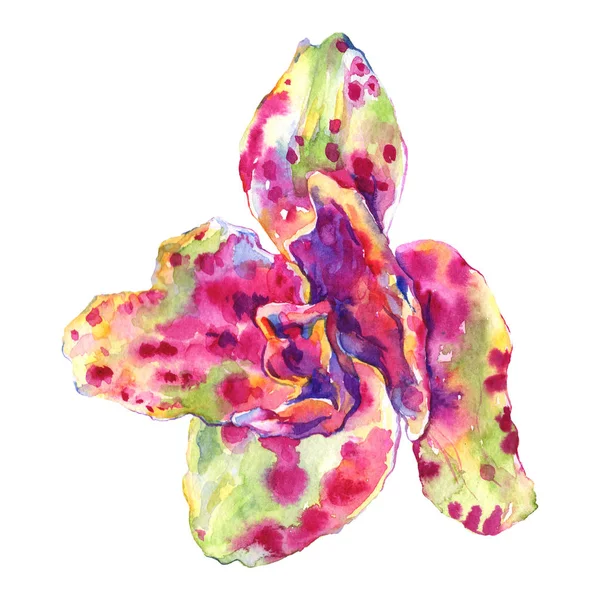 Orchidée fleur botanique florale. Ensemble d'illustration de fond aquarelle. Élément d'illustration d'orchidées isolées . — Photo de stock