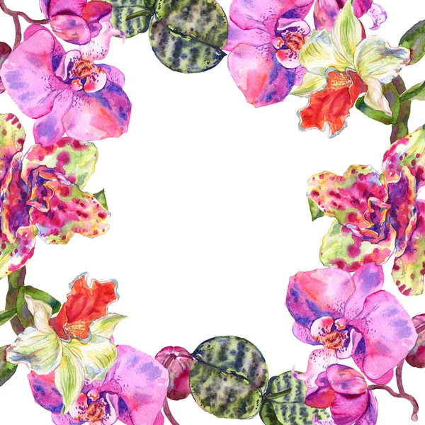 Flor botánica floral de orquídea. Conjunto de ilustración de fondo acuarela. Marco borde ornamento cuadrado . - foto de stock