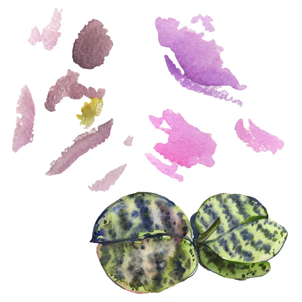 Orchid floral botanical flower. Watercolor background illustration set. Isolated orchids illustration element. — Stock Photo