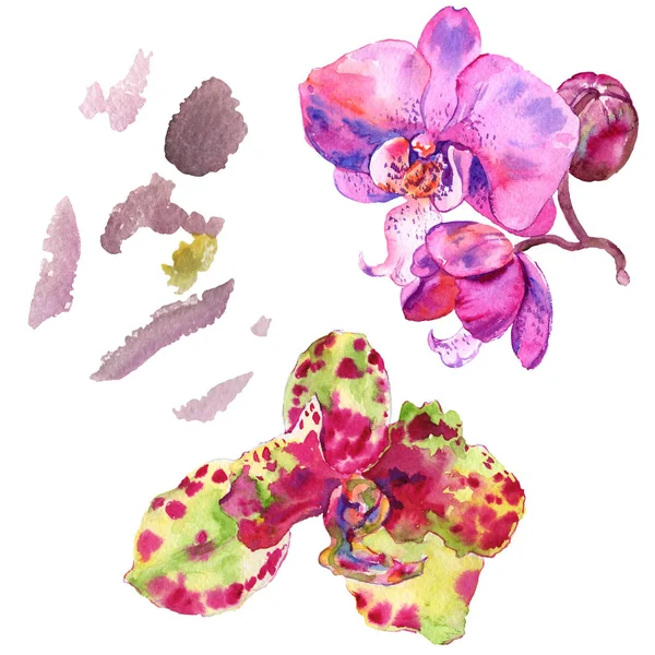 Flor botánica floral de orquídea. Conjunto de ilustración de fondo acuarela. Elemento ilustrativo de orquídeas aisladas . - foto de stock
