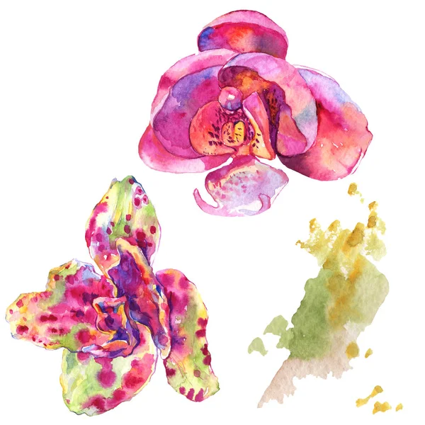 Flor botânica floral orquídea. Conjunto de ilustração de fundo aquarela. Elemento de ilustração isolado das orquídeas . — Fotografia de Stock