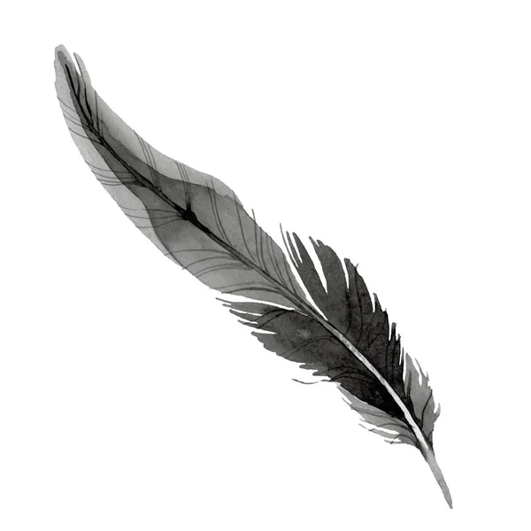 Plume d'oiseau de l'aile isolée. Ensemble d'illustration de fond aquarelle. Élément d'illustration de plumes isolées . — Photo de stock