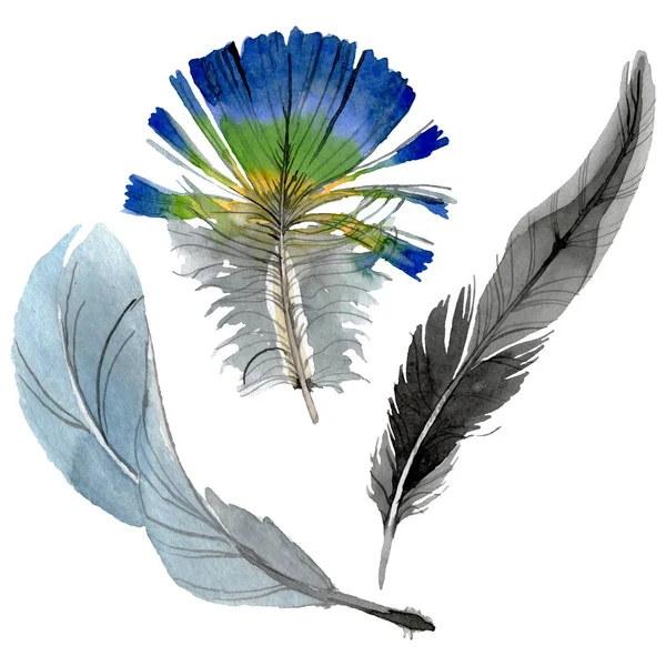 Bird feather from wing isolated. Watercolor background illustration set. Isolated feathers illustration element. — Stock Photo