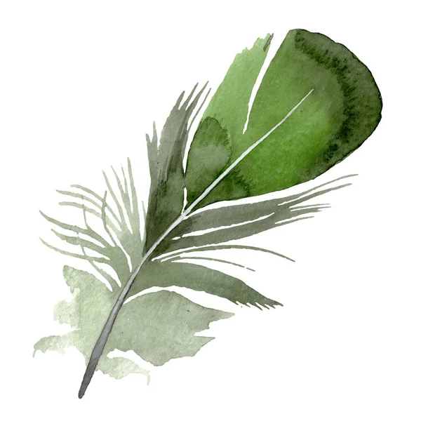 Bird feather from wing isolated. Watercolor background illustration set. Isolated feathers illustration element. — Stock Photo