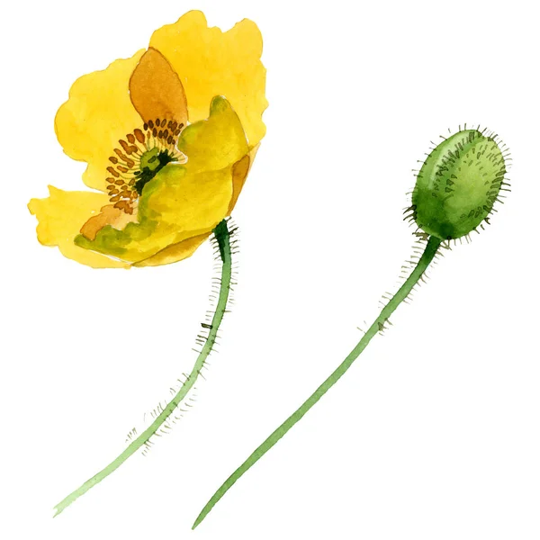 Botanische Blüten des gelben Mohns. Aquarell Hintergrundillustration Set. isolierte Mohnblumen Illustrationselement. — Stockfoto