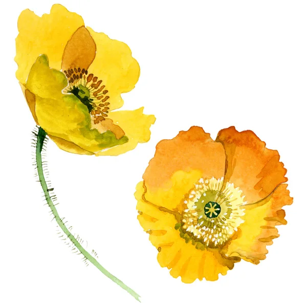 Yellow poppy floral botanical flowers. Watercolor background illustration set. Isolated poppies illustration element. — Stock Photo